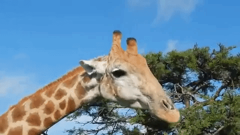 a giraffe eating from a tree