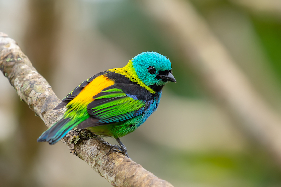 A Bird’s-Eye View Of Color