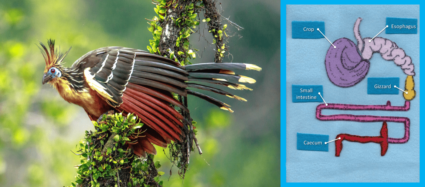 an image of a colorful bird in a field along with an image of an approximation of the bird's digestive system made out of felt