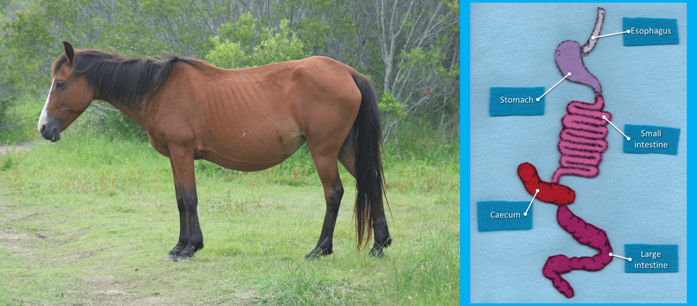 an image of a horse in a field along with an image of an approximation of the horse's digestive system made out of felt