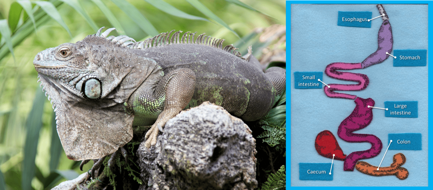 an image of an iguana along with an image of an approximation of the iguana's digestive system made out of felt