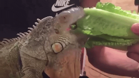 an iguana eating a piece of lettuce