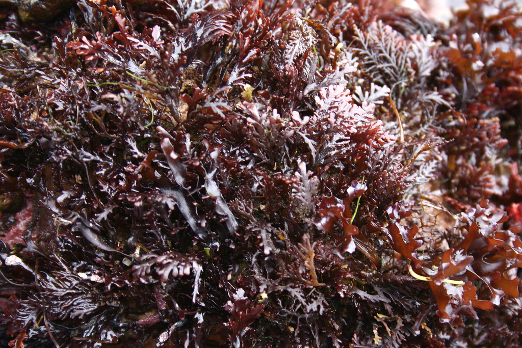 dark red leafy, fluffy algae