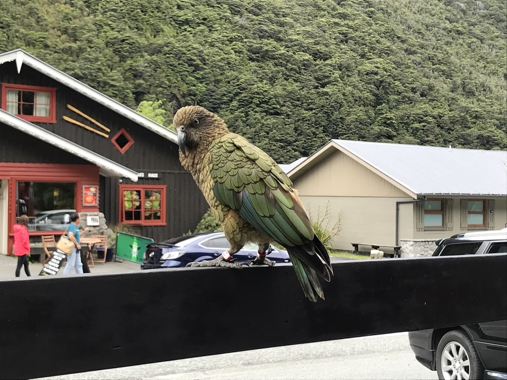 green parrot-like bird sits on a railing and looks over its shoulder at the camera