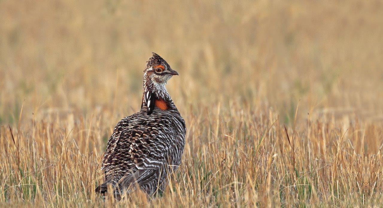 a bird in a field