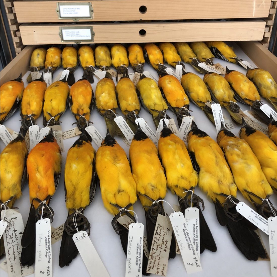 rows of bright, rich yellow birds lying on a tray as specimens in a lab with tags on their feet