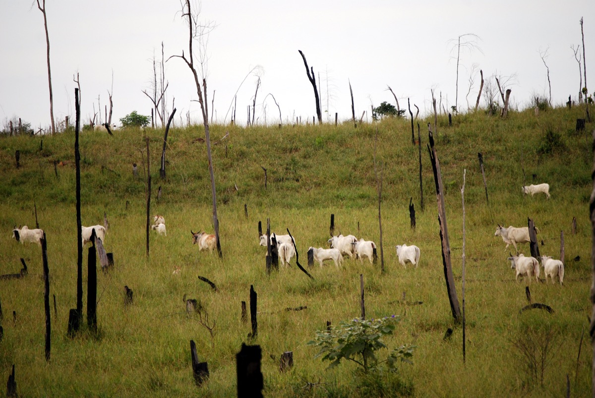 white cattle graze in the grass among burnt trees