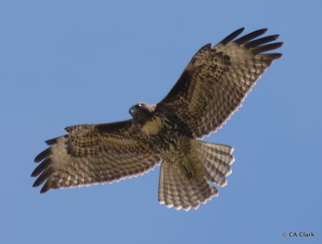 a large bird flies over our heads with spread wings and a fanned tail against a clear blue sky