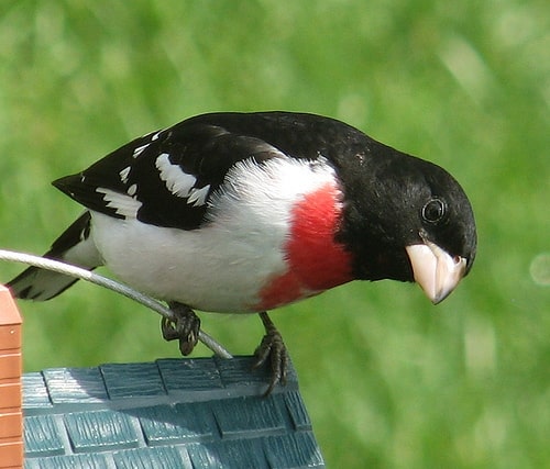 small bird with white belly, black head and wings, and a blotch of red on its chest perched on a surface with its head cocked and looking downward