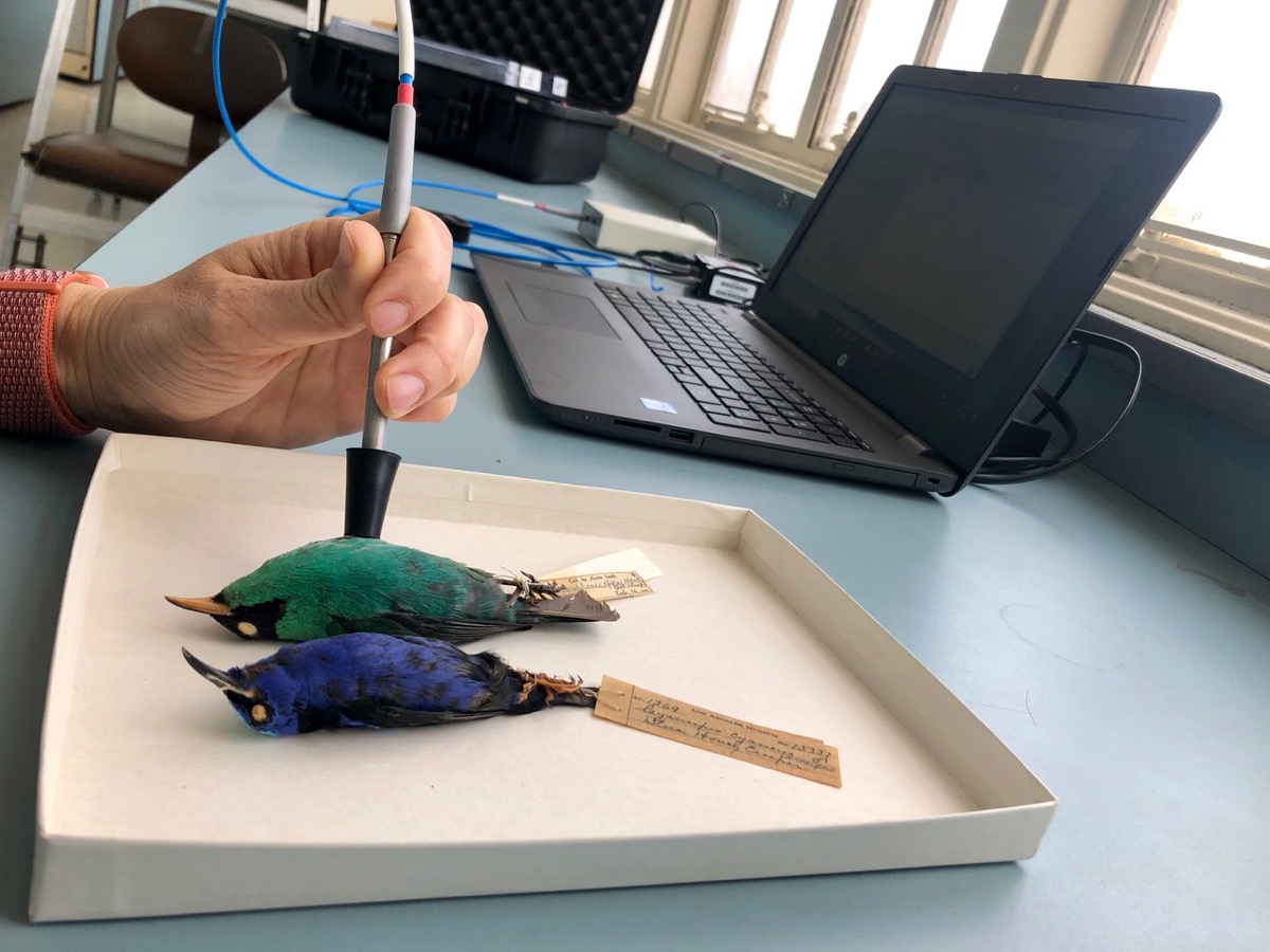 a person holds a pen-like probe against the chest of a bird specimen. the probe is hooked up by cord to a laptop