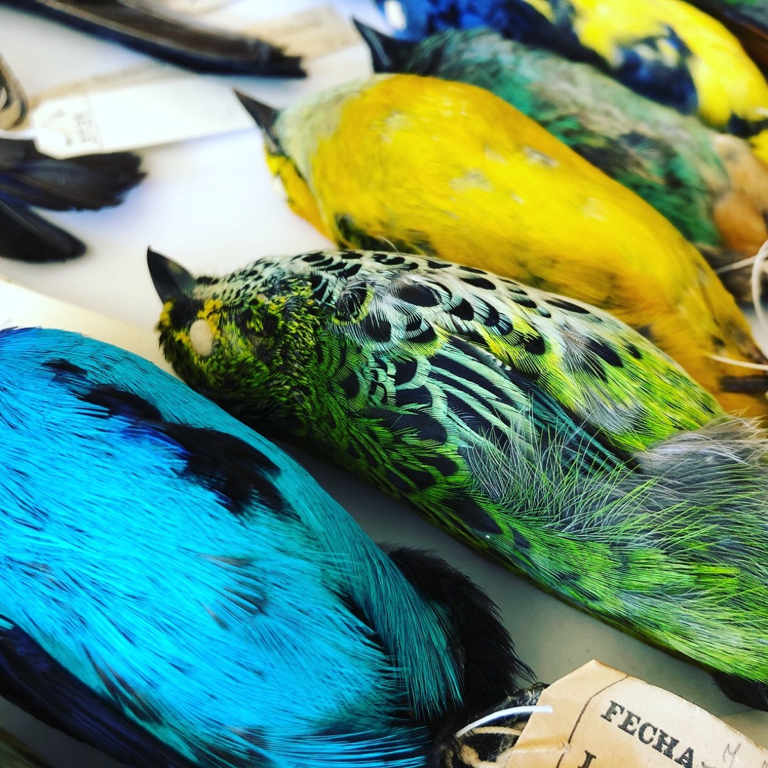 neon blue, green, and yellow bird specimens lying next to each other on a table 