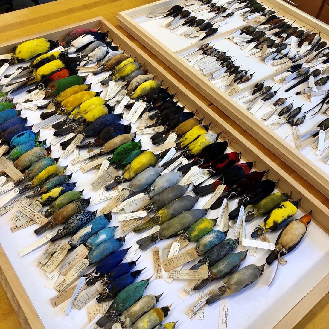 five rows of brightly colored bird specimens aligned on a tray with tags on their feet