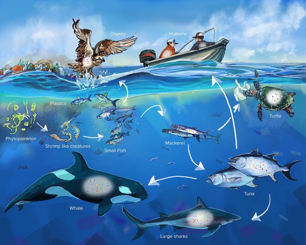 pacific ocean animals food chain