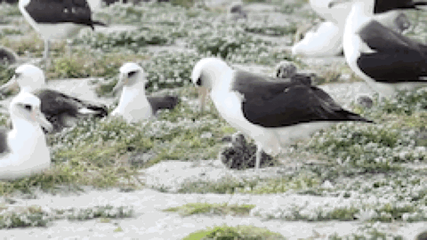 Albatross with it's chick.