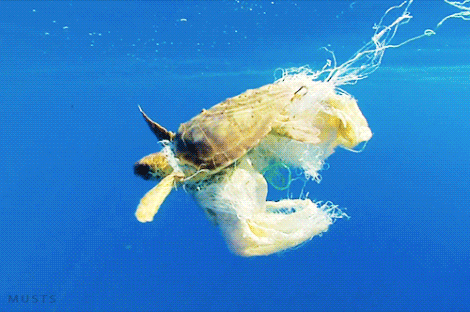 Sea Turtle tangled plastic netting.