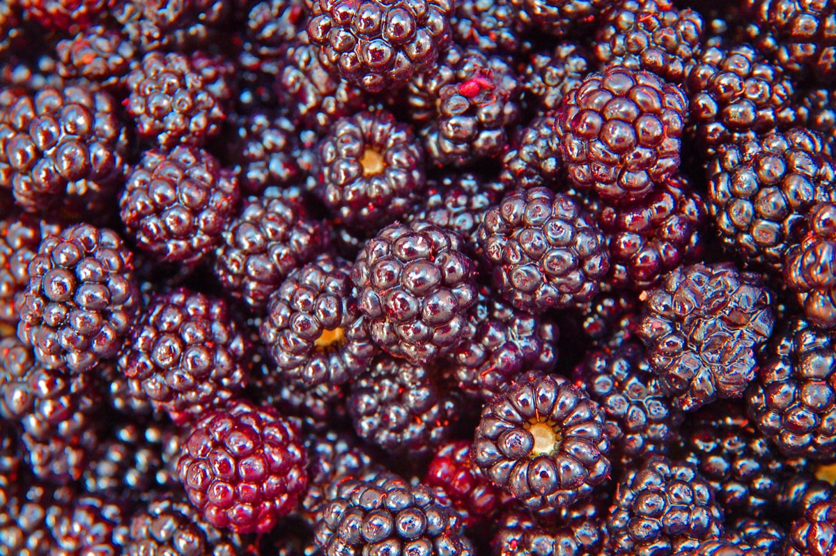 a close-up on a juicy pile of blackberries