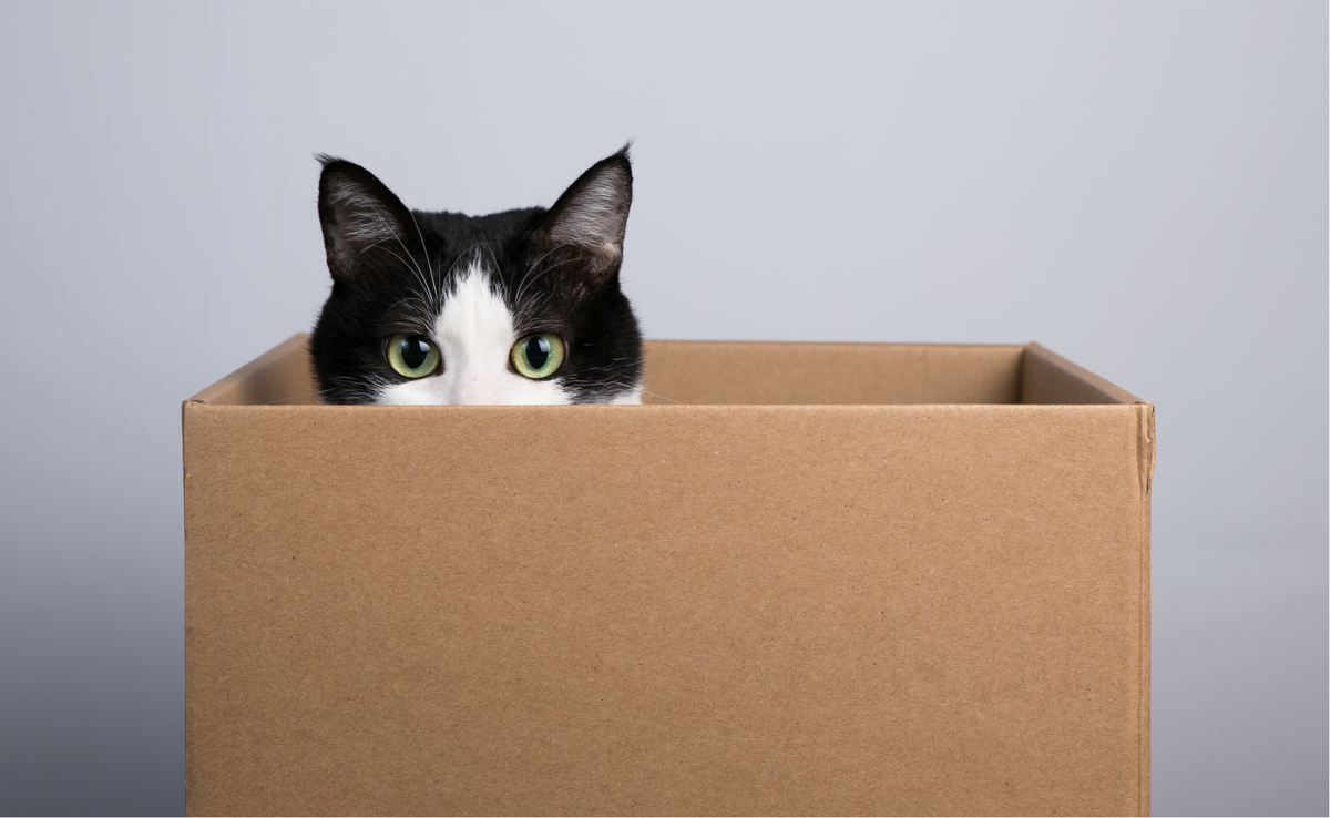 How Schrödinger’s Cat Became Schrödinger’s Cats