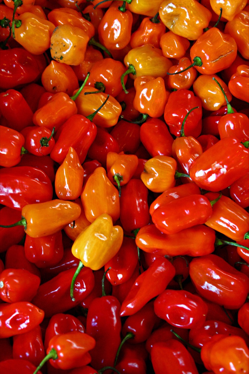 a closeup on bright red, yellow and orange habaneros