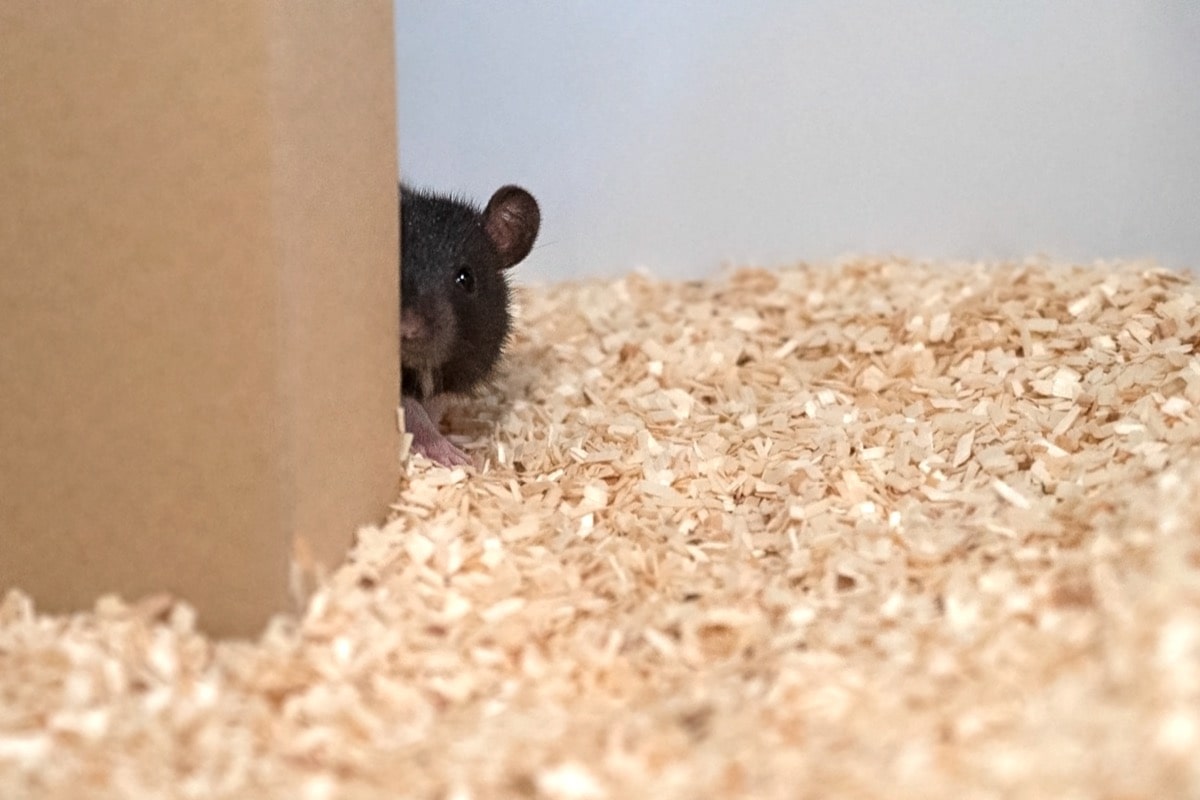 a rat peeking around a corner