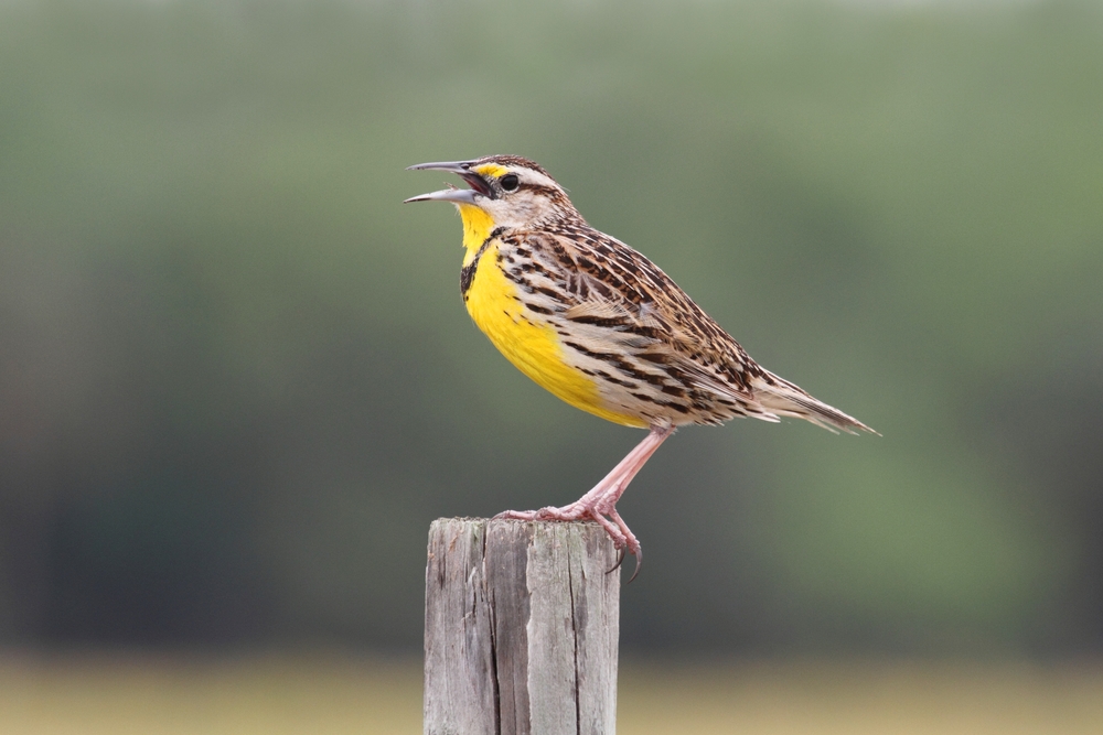 a lone bird calling out perched on a beam of wood