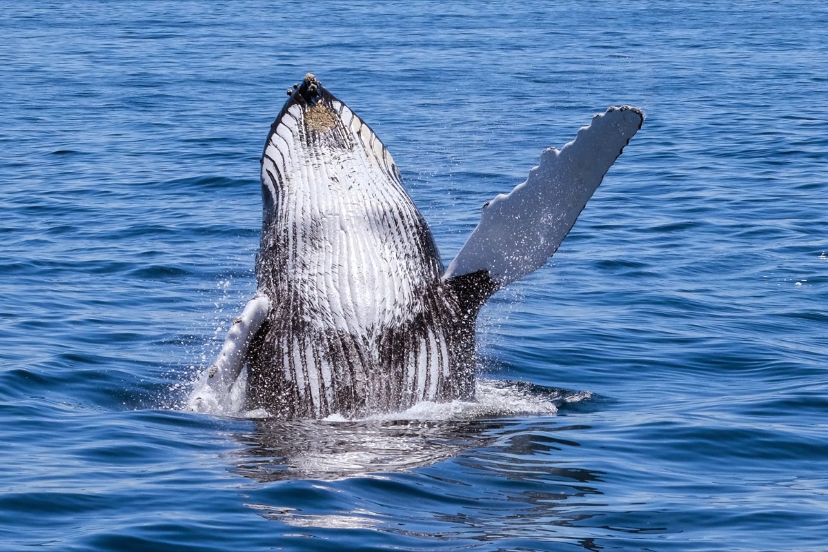 a humpback whale breaching, with one of its fins raised up in the air