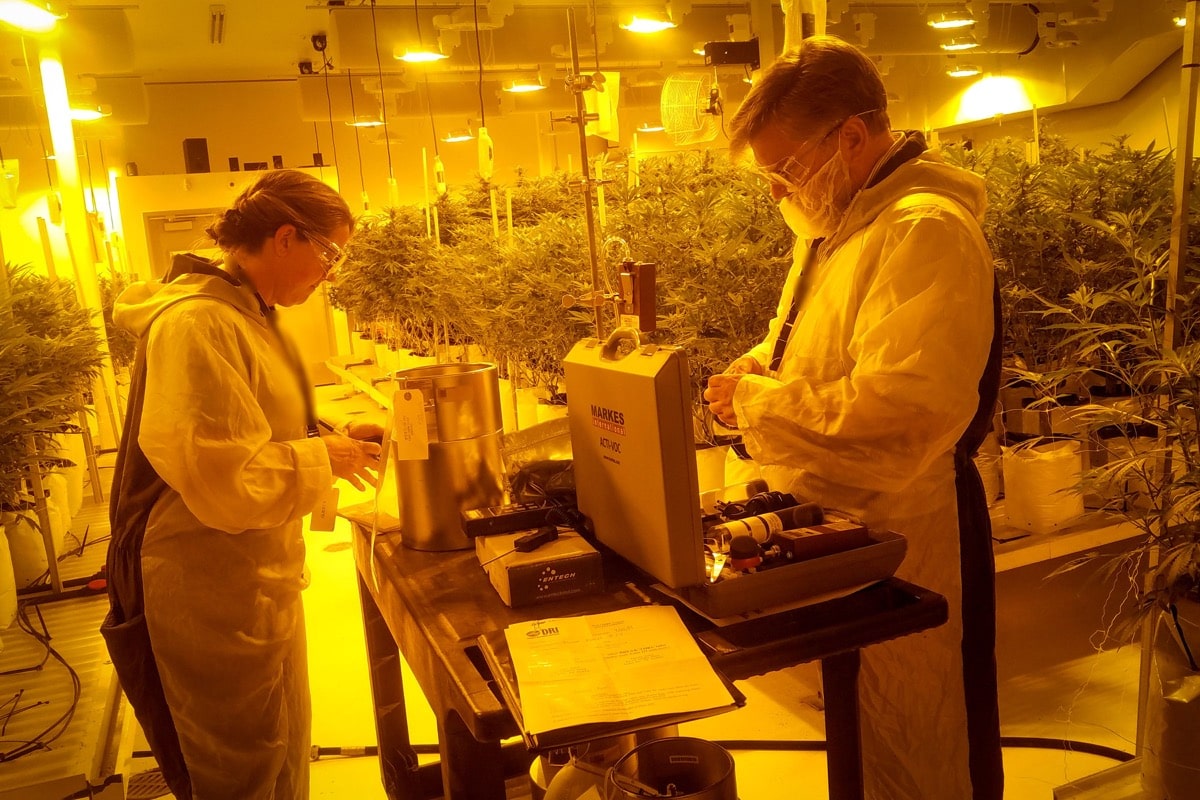 two people in labcoats standing in marijuana farm lab