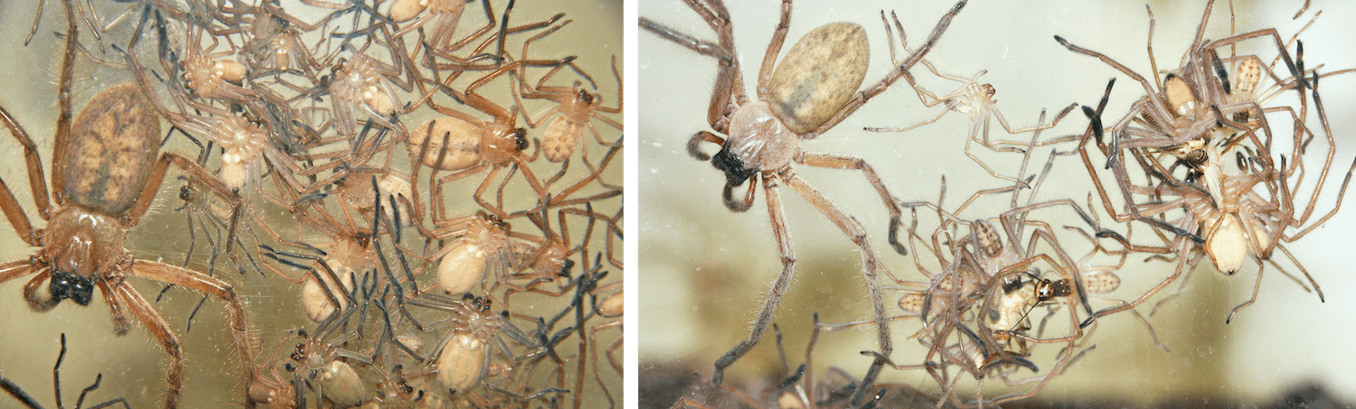 two photos. on the left is a a mass of tan spiders. they are a colony together, with a larger spider on the left and a bunch of smaller baby spiders to the right. the second photo is of spiders cluster together feeding on prey. a larger spider lingers on the left