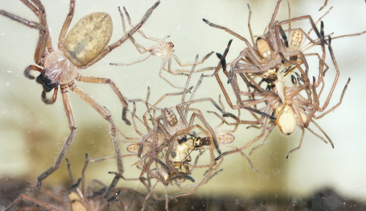 Investigating Community Food Webs: The Ecological Importance of Spiders -  Science Friday