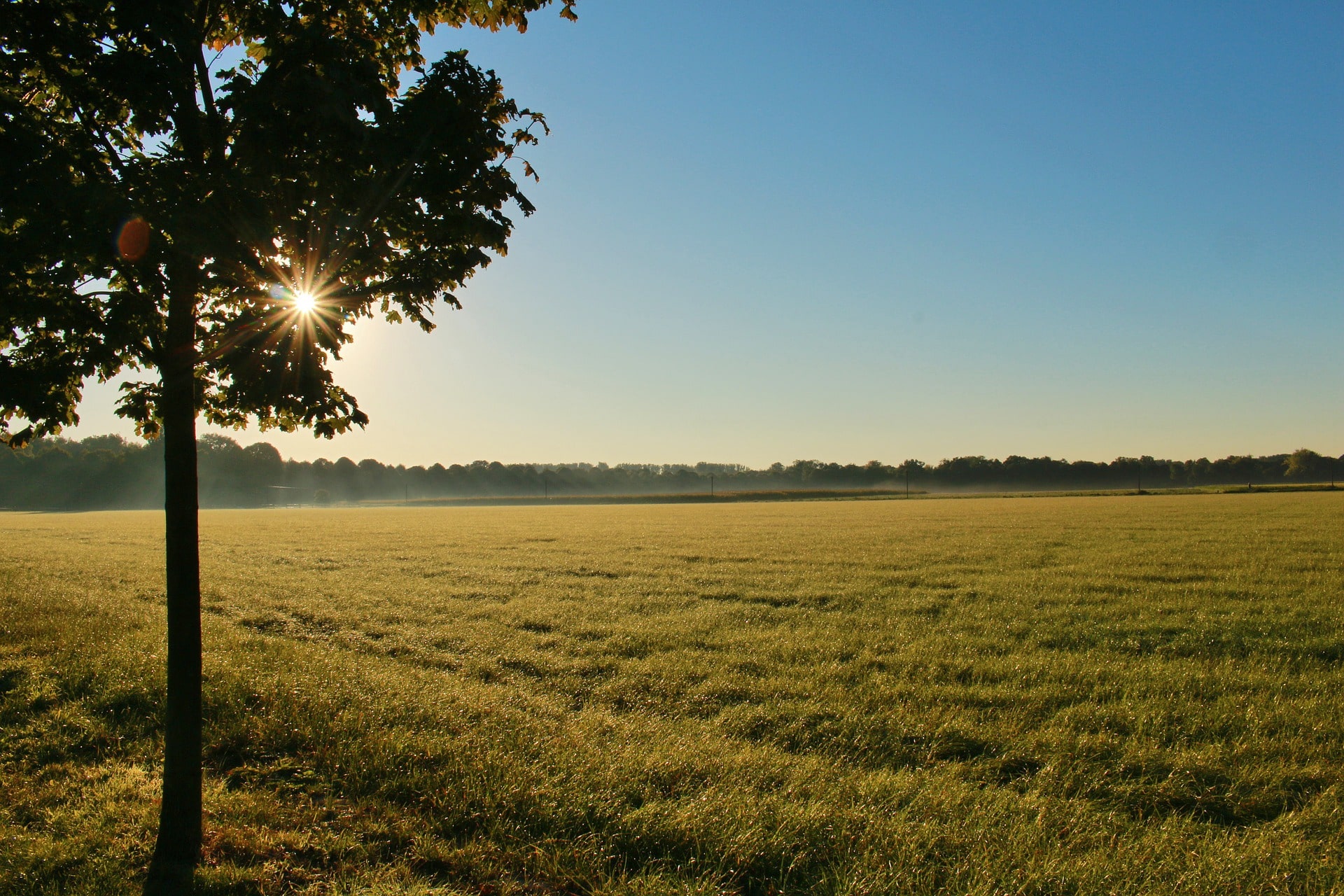 Landscape with a tree and clear skies with the sun peeking through the upper left corner of the tree