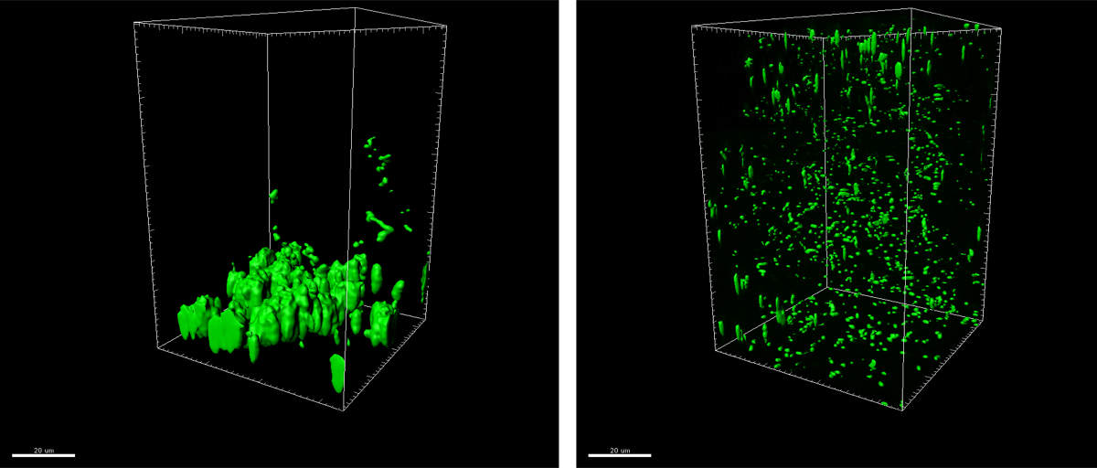 a three-dimensional scan of plots of mucus that have been scanned by a microscope. they have been colored green