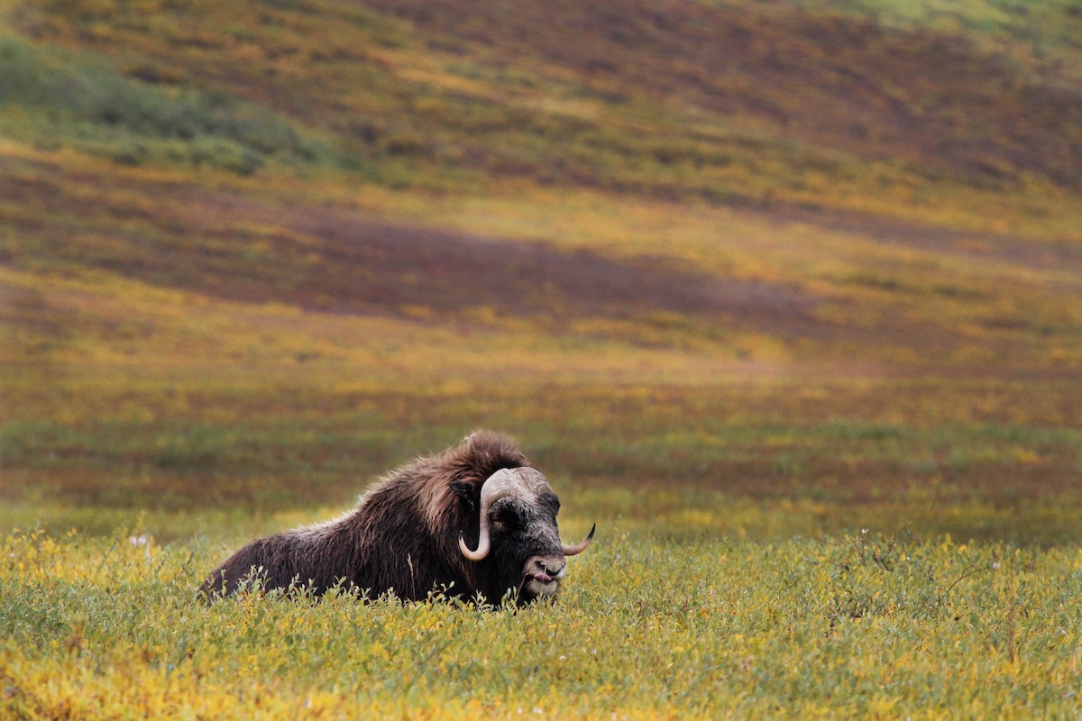 a lone musk ox in a grassy hilly field