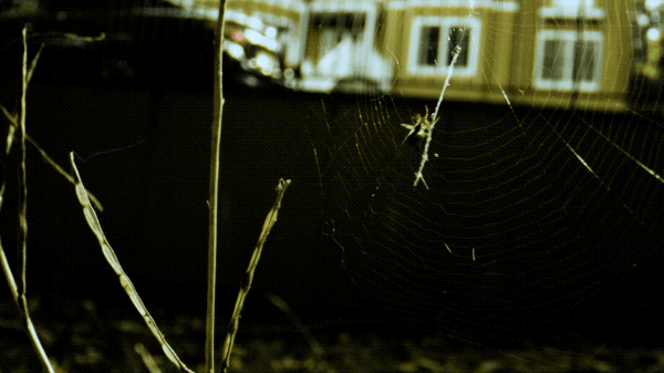 a spider crawls up its web