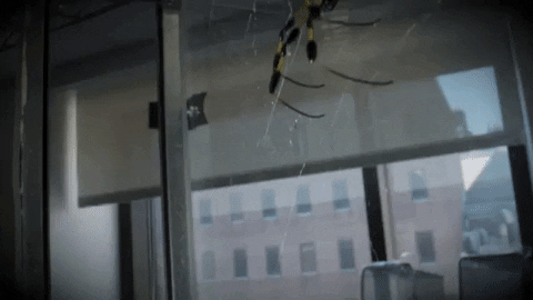 a camera slowly pans across a spider clinging to a web