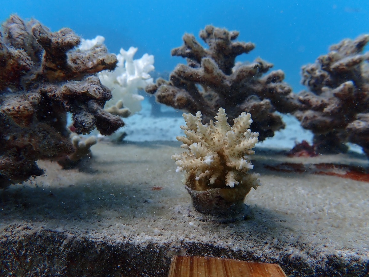 little plots of corals on a table for an experiment. these corals are 3d printed