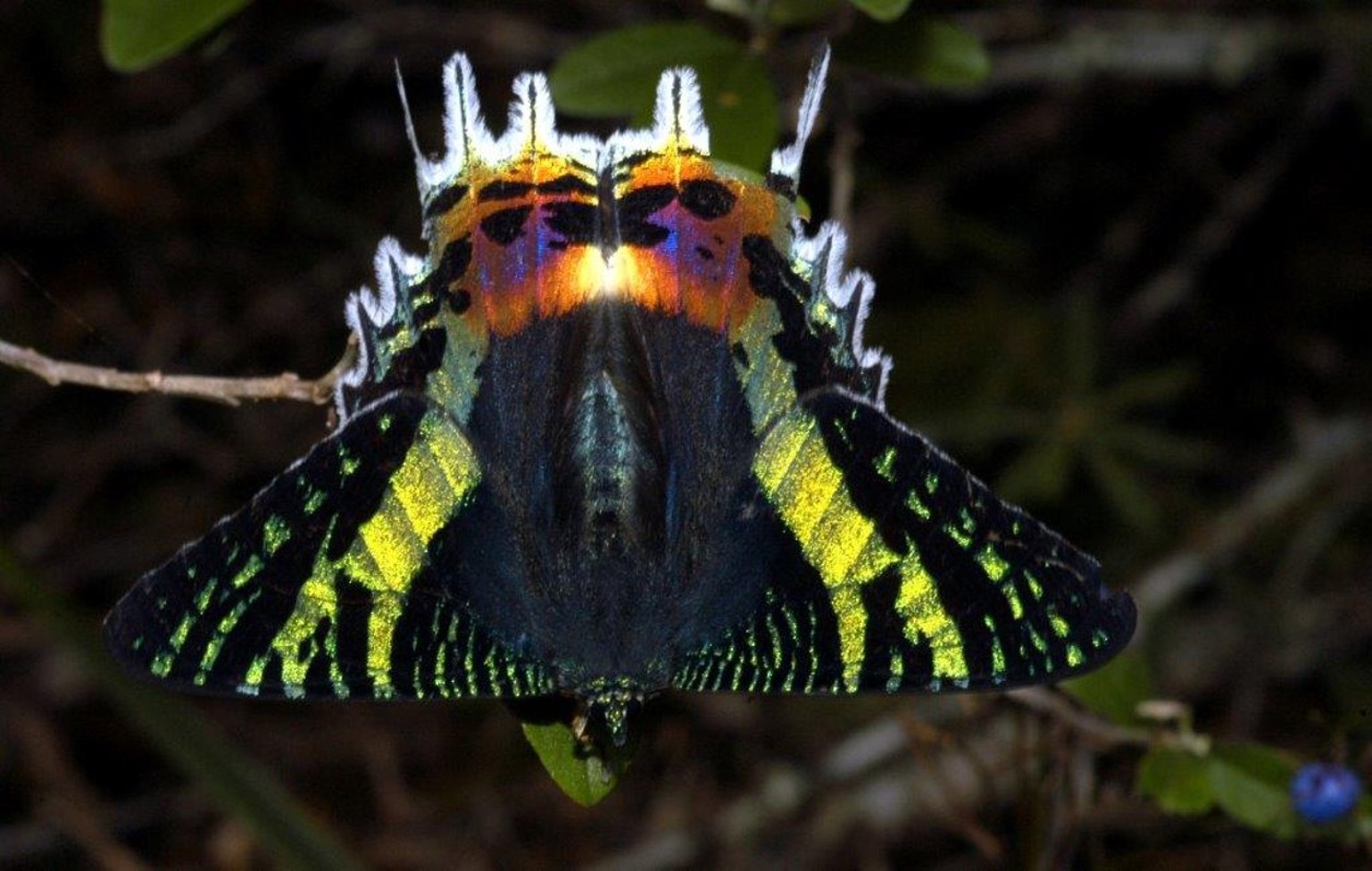 a moth with its wings splayed out which are colorful like a butterfly's