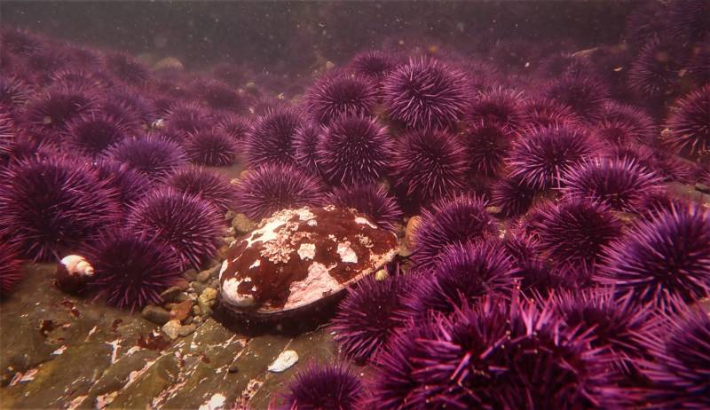 a bunch of spiky purple sea creatures, sea urchins, covering the ocean floor 