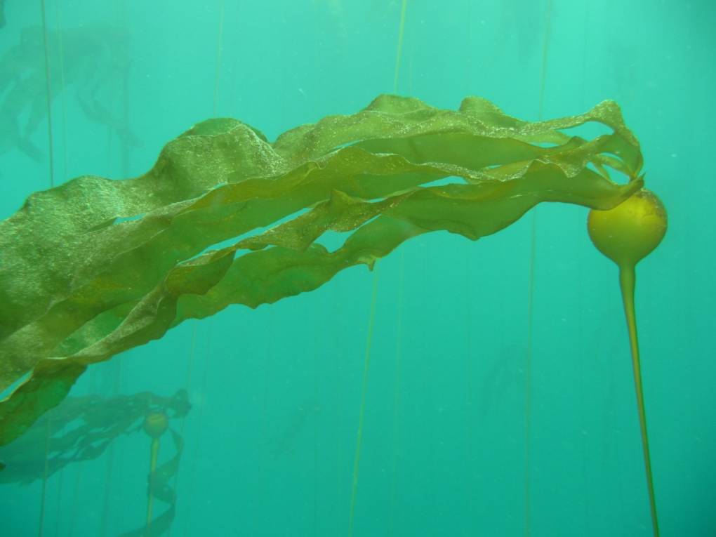 a stalk of kelp in the ocean