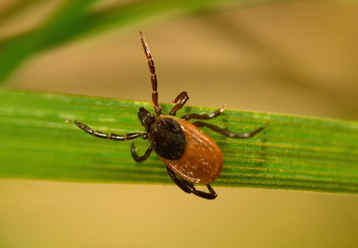 a tick with a tan body and dark black legs on a blade of grass