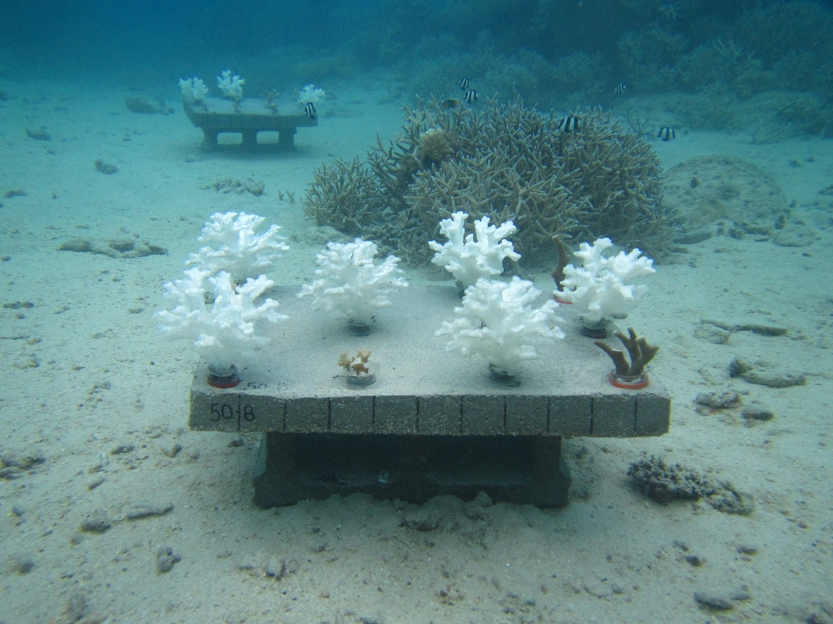 white corals on a table on the bottom of the ocean for an experiment