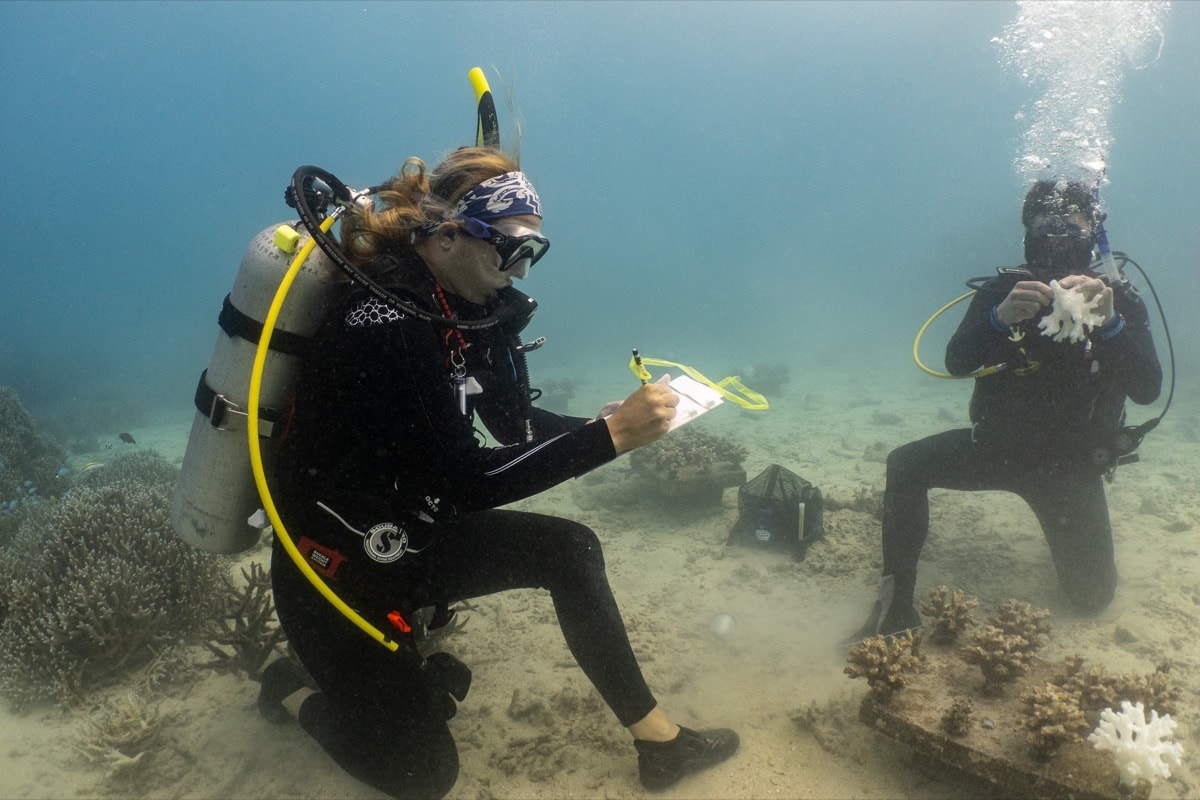 two researchers underwater in the ocean with scuba gear document what is happening to their coral experiment