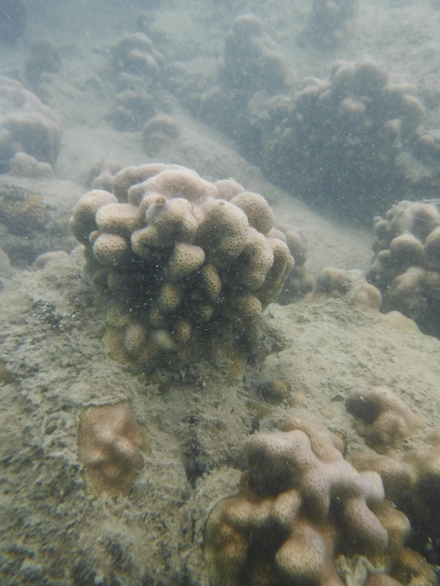a cluster of Corals in Honolulu.