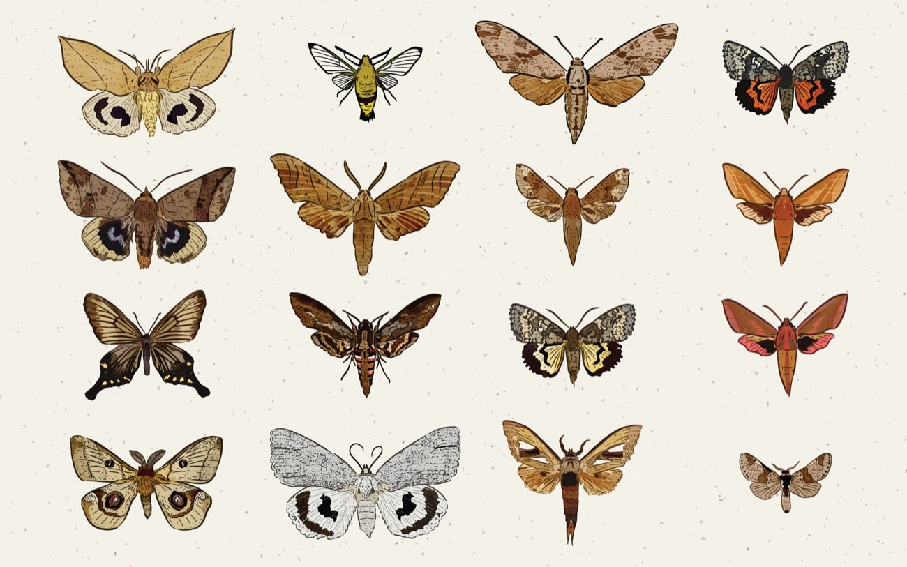 an illustration of 16 moths