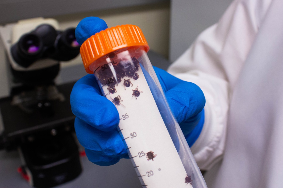 a close up of ticks in a test tube