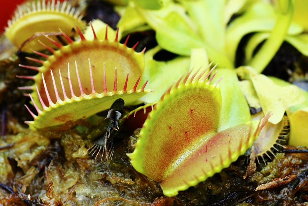 The Secrets Of The Venus Flytrap