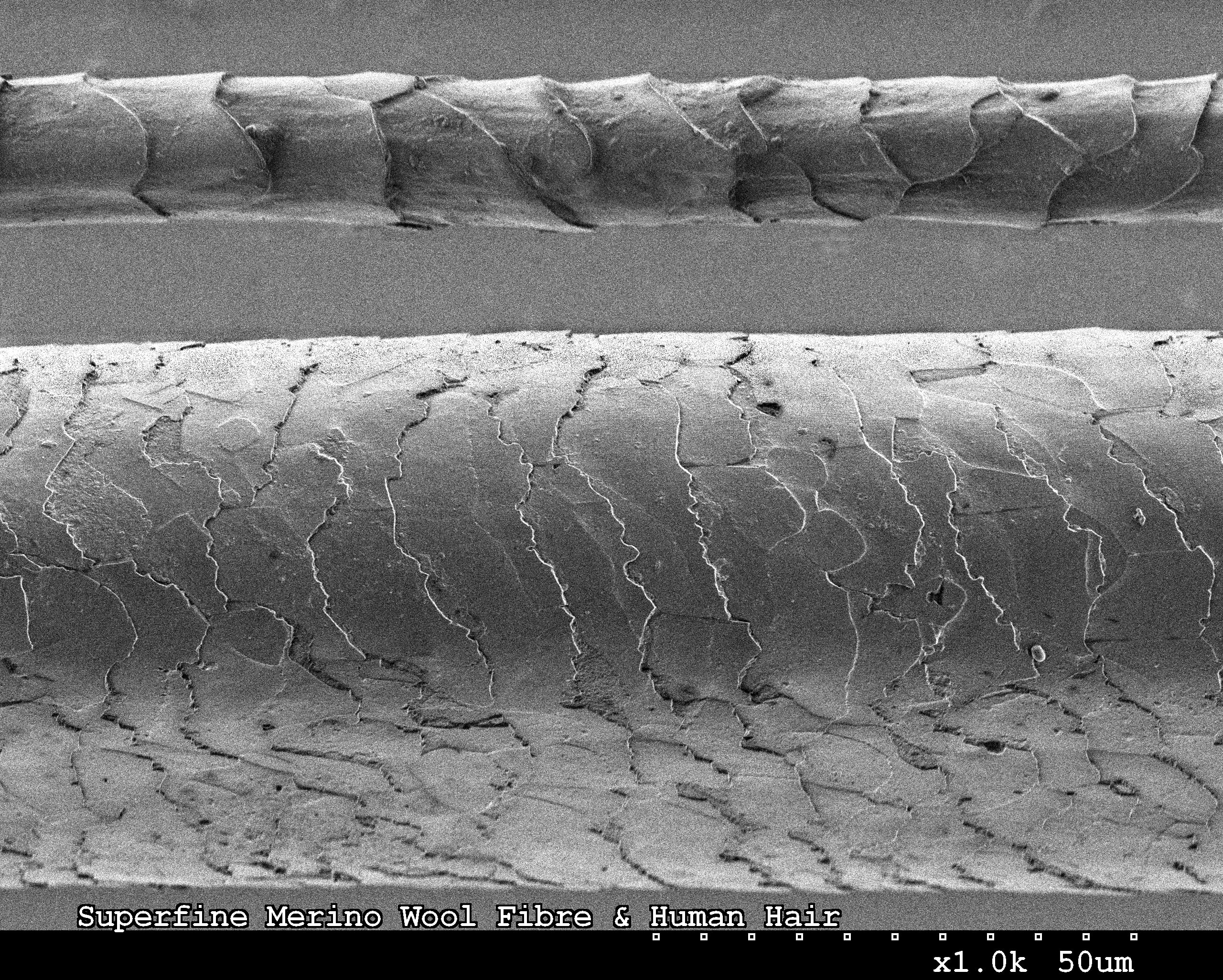 A scanning electron microscope image showing the difference in size and texture between a superfine Merino wool fibre (top) and a human hair