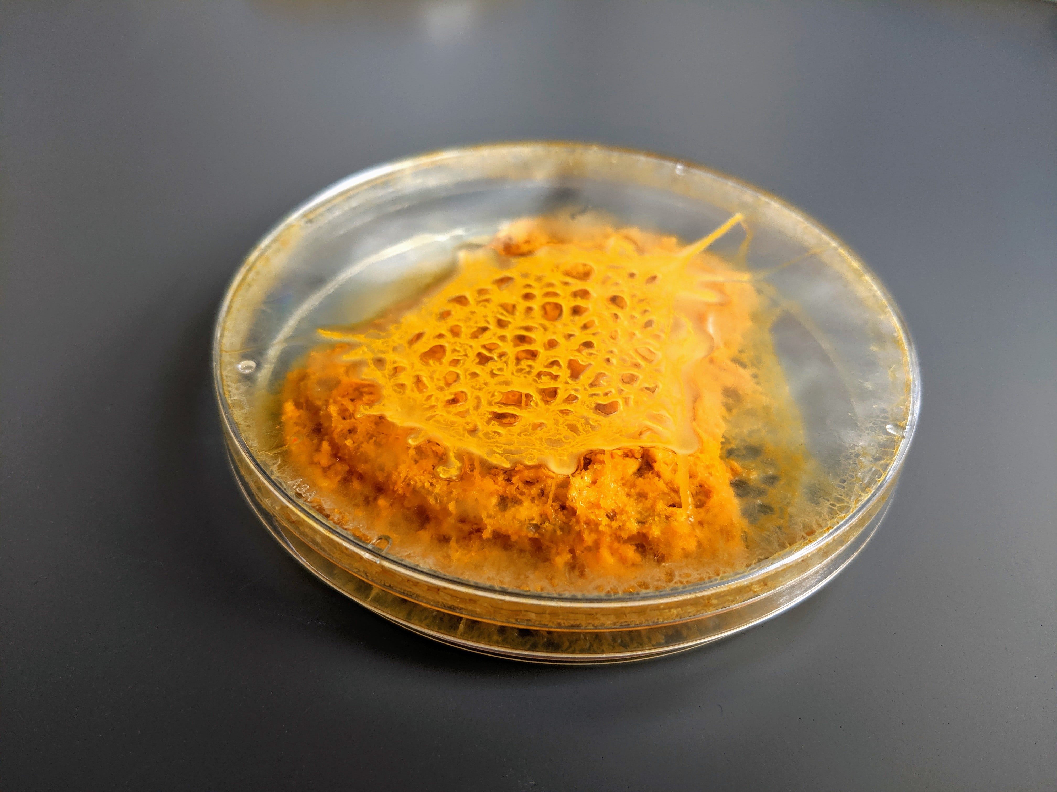 Slime mold in petri dish 