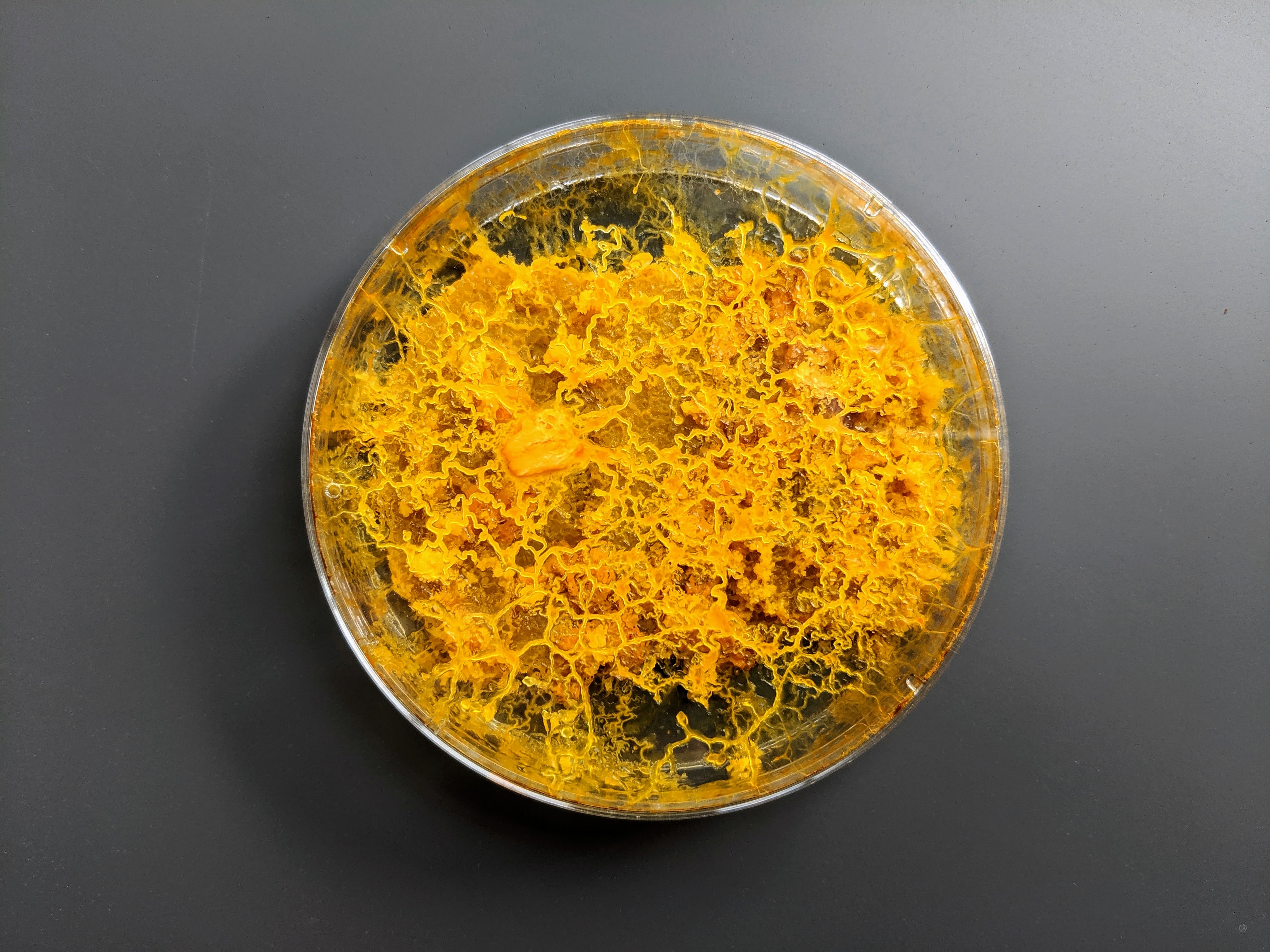 Slime Mold, The Most Charismatic Single Cell You’ll Meet Today