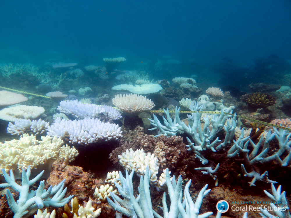 a coral reef that is mostly white