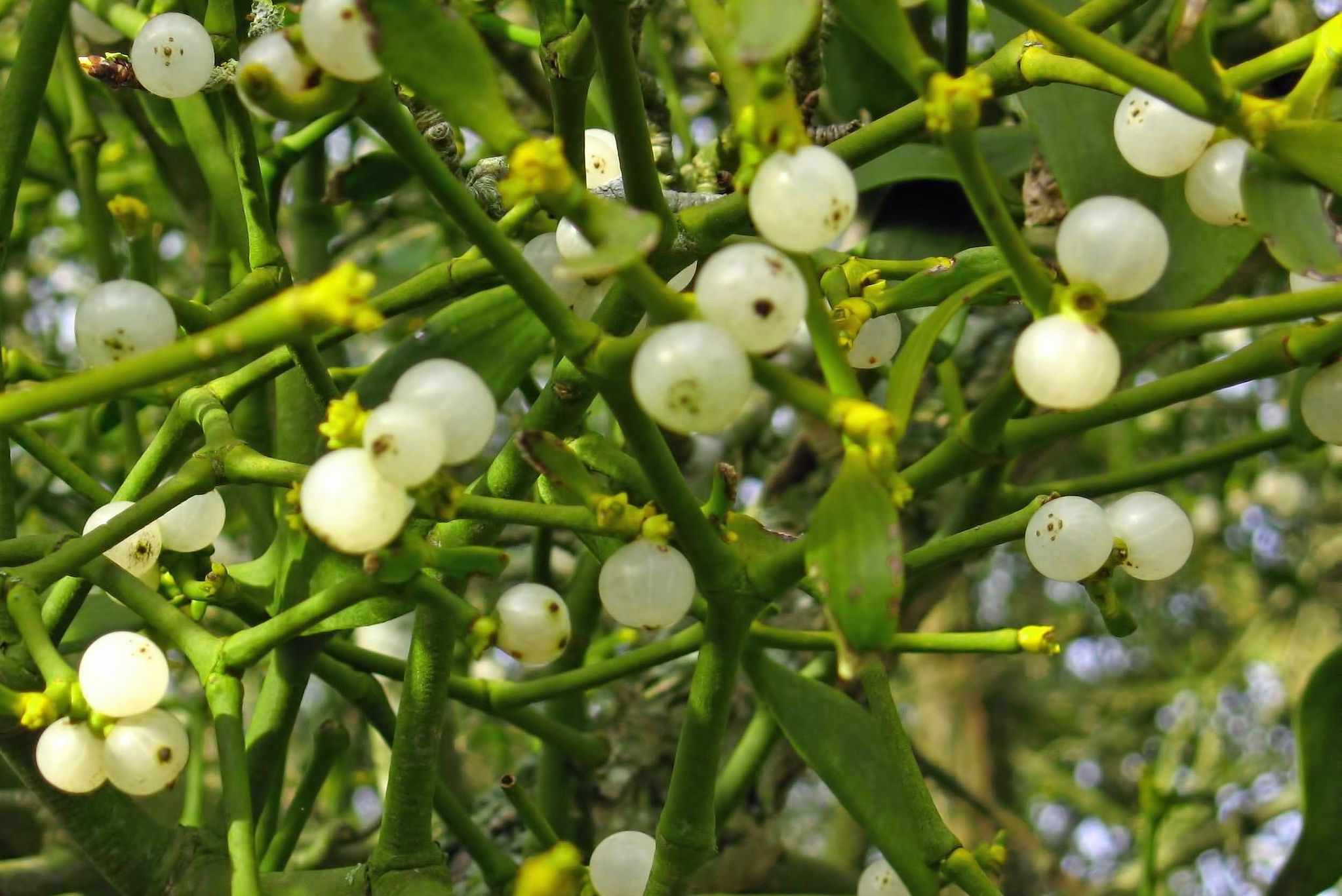 green plants with white berries