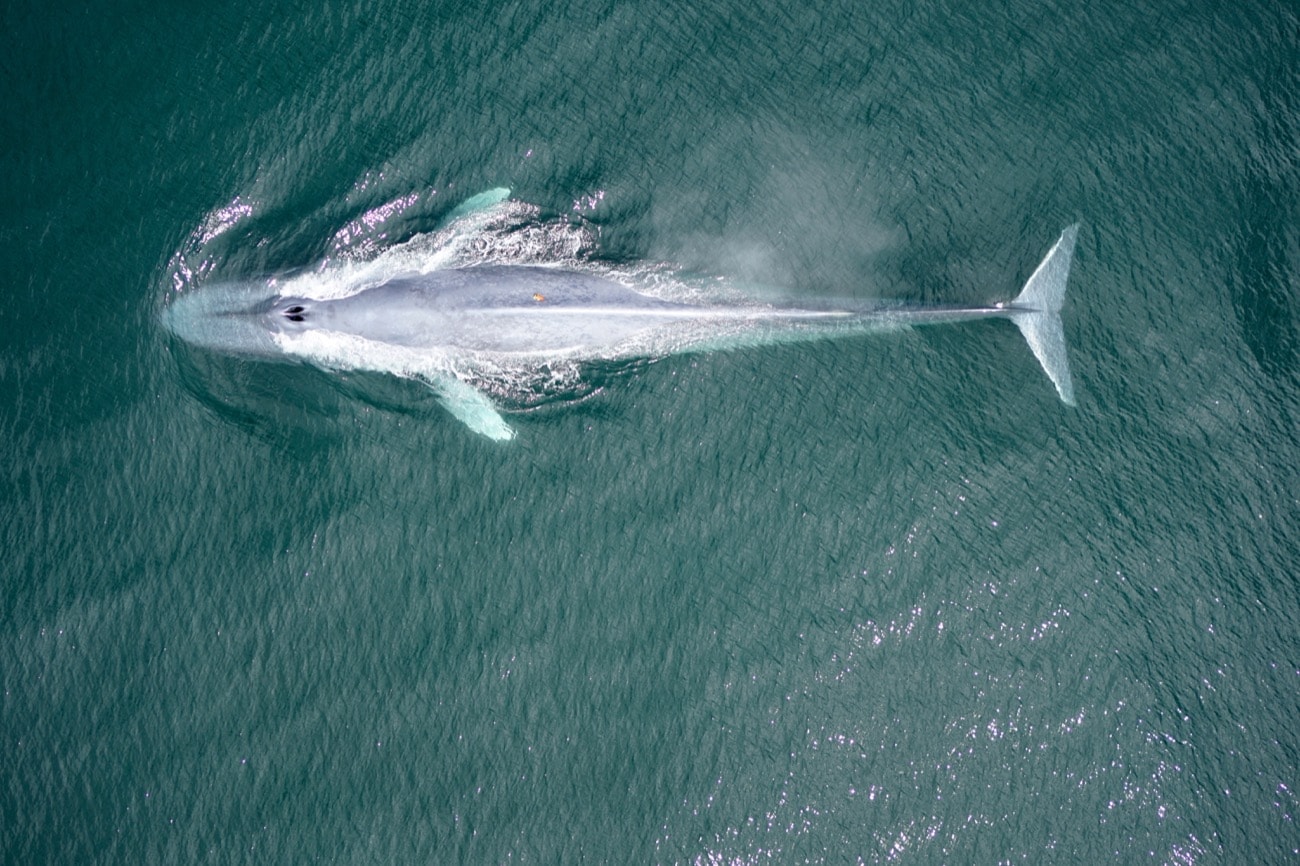 an overhead shot of a whale